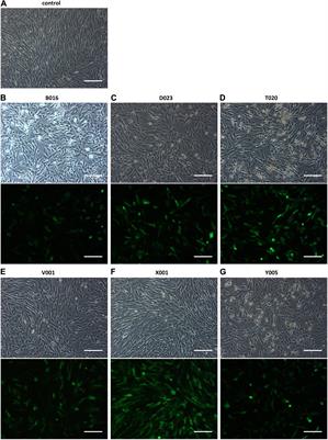 Toward Biological Pacing by Cellular Delivery of Hcn2/SkM1